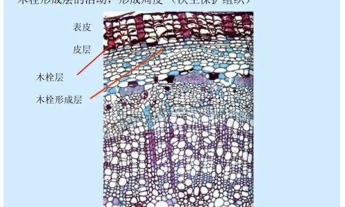 月经期间喝了点酒月经量多网 - 为你提供月经期间喝鸽子汤月经量会更多吗、月经期间喝酒月经量增多